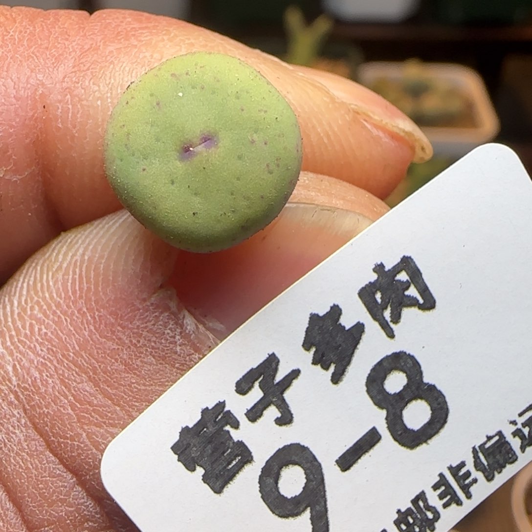 紫皮大型紫皮红嘴。   