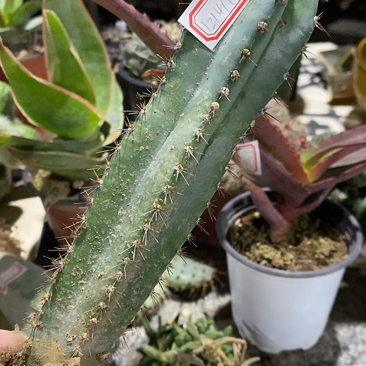 完美主义者勿拍量天尺121416