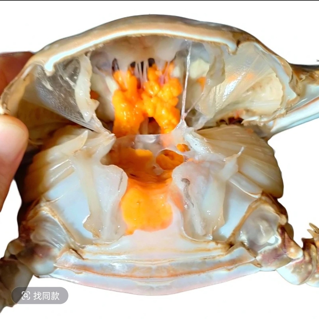 掉养三点红母蟹3两左右2-3斤6/9只（不保腿甲全）【保鲜不保活】