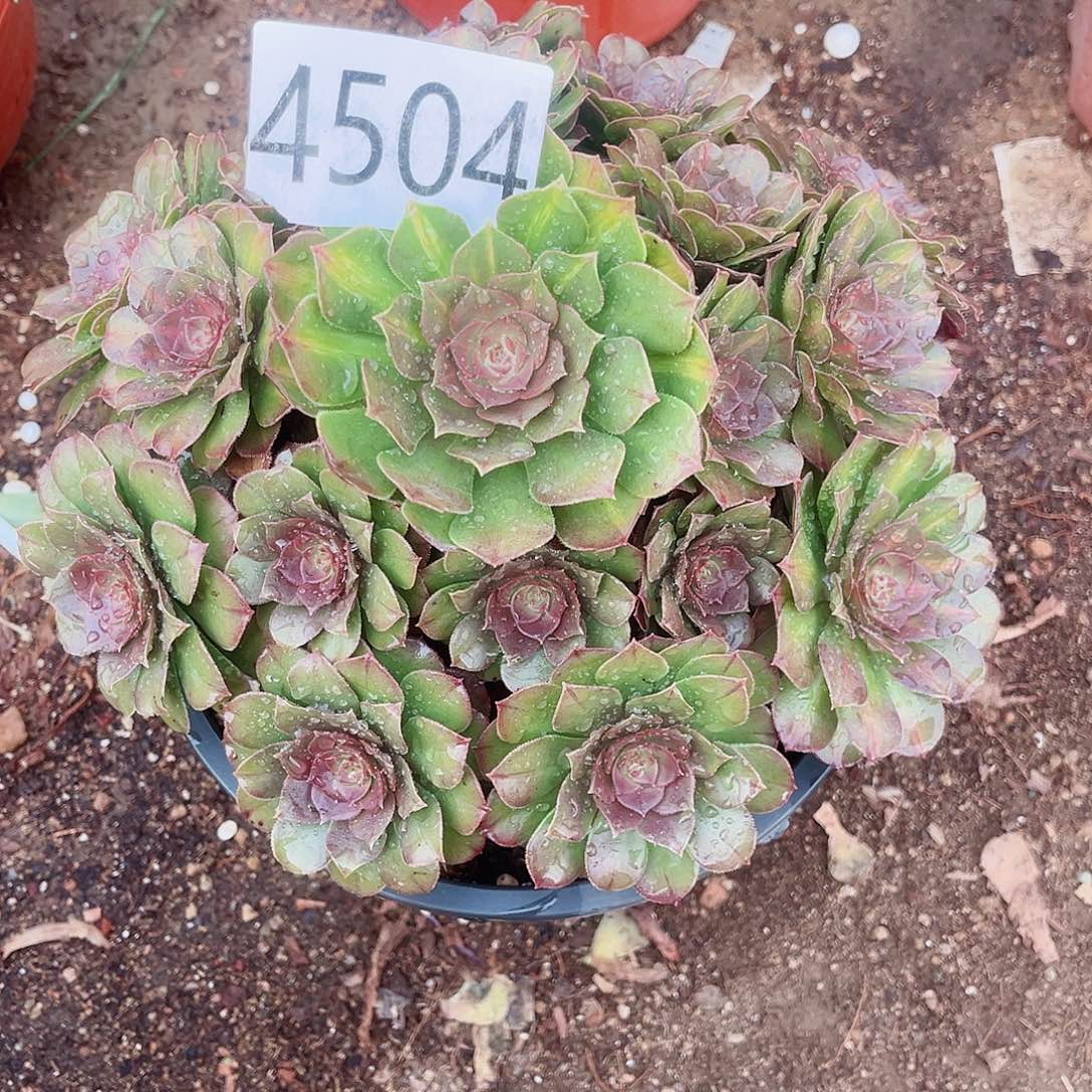 4504倾城中斑多肉植物