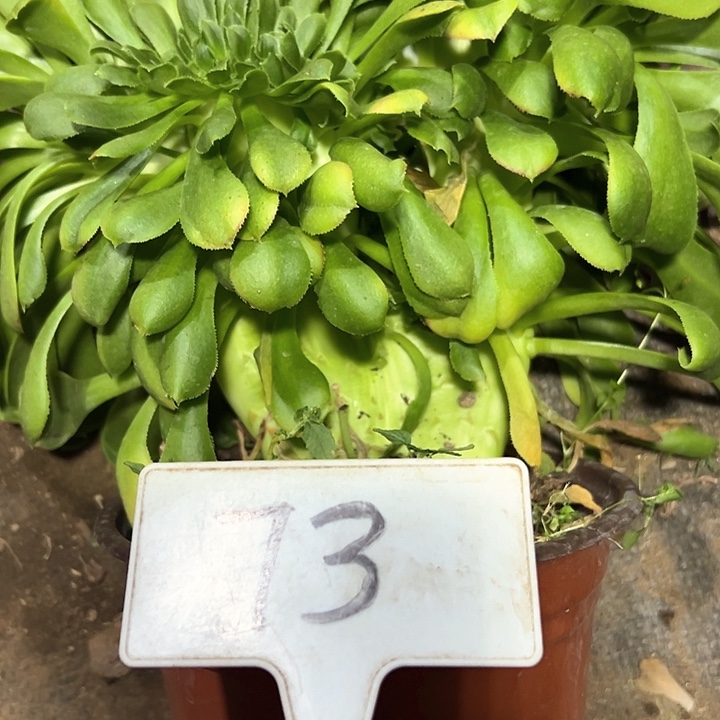 多肉植物绿法师缀花
