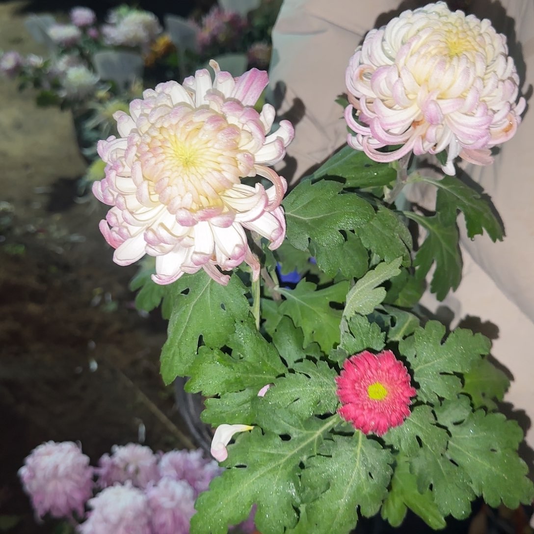 无花朵C4444444444