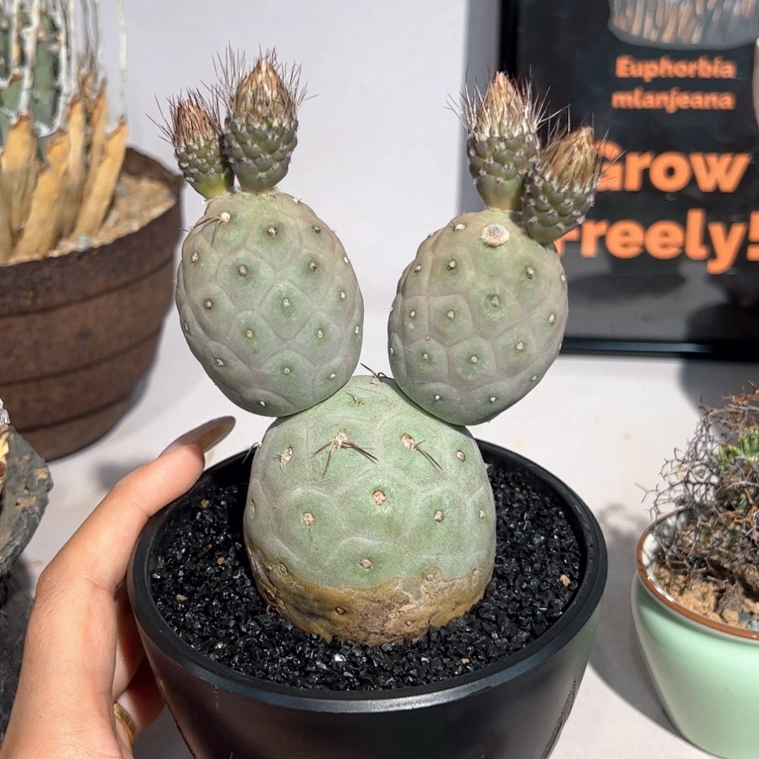 m米奇网红习志野带花苞带盆