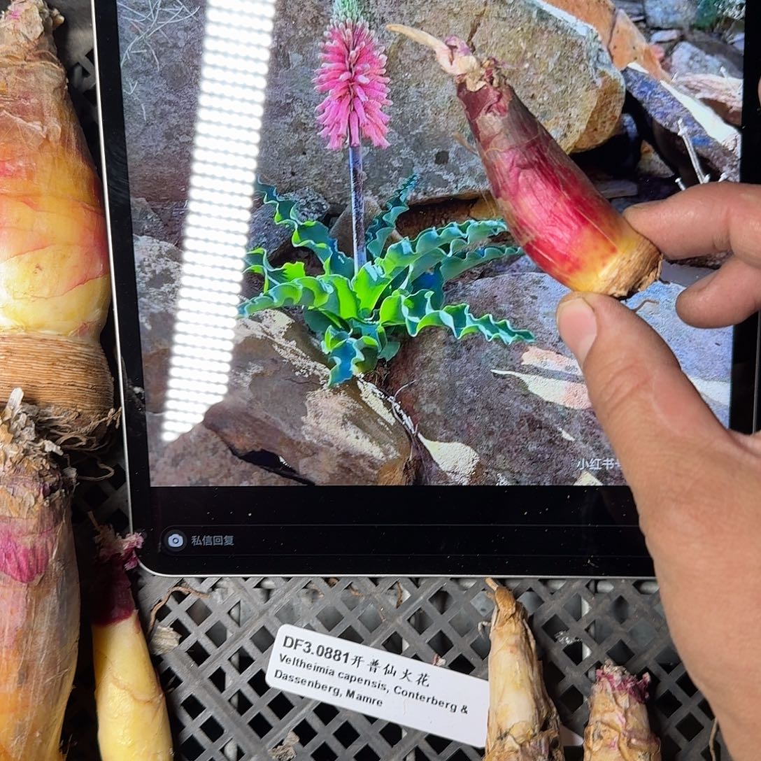 开普仙火花一个3.0881