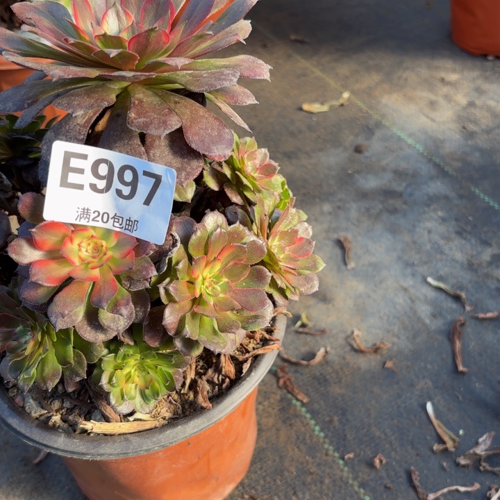 瑞妈，，，，。。。997烟花，有断，