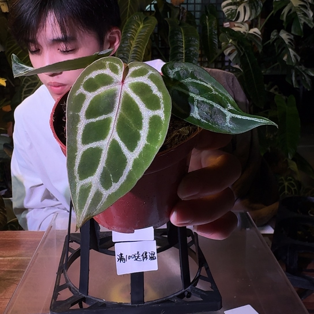 不开花植物G247粉柠檬杂小钻石