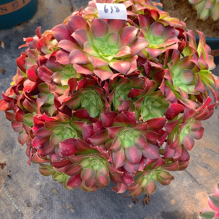 c*f638韶华花法师多肉