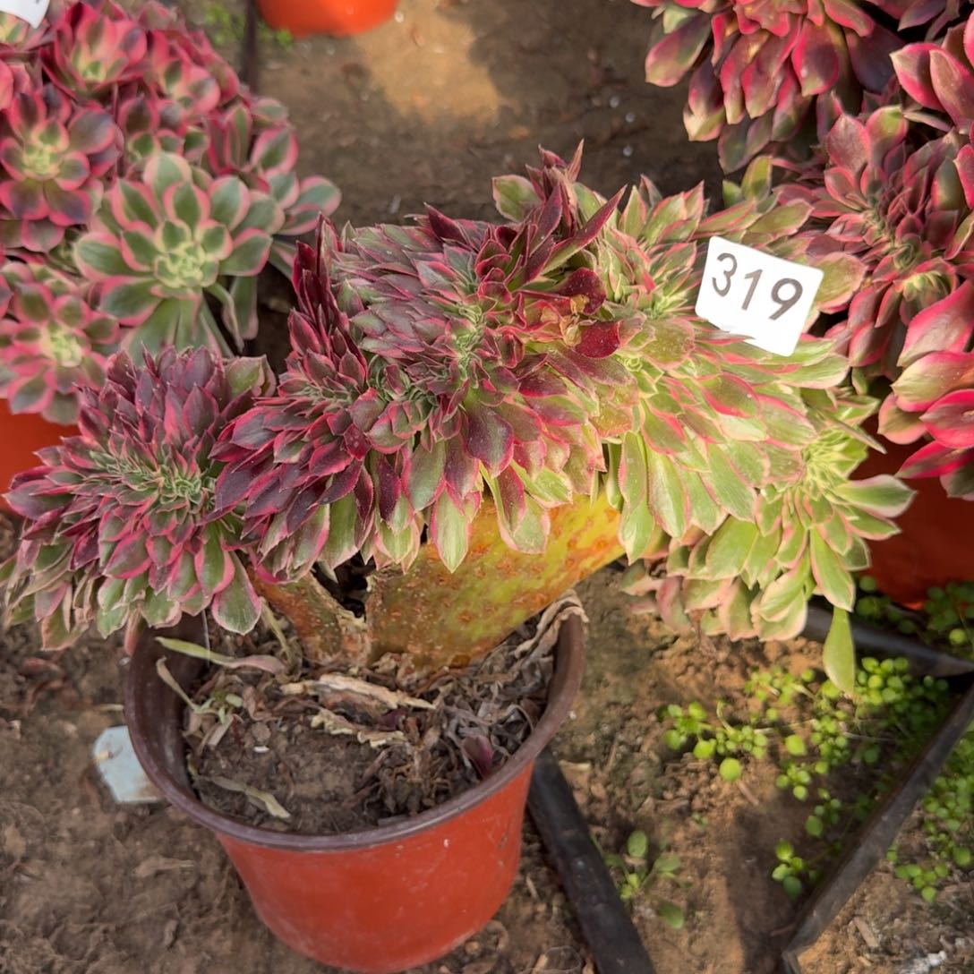 粉女郎缀319号法师多肉