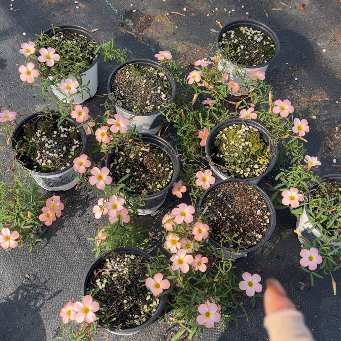 完全开放月晕盆栽苗一盆（小一点特价）