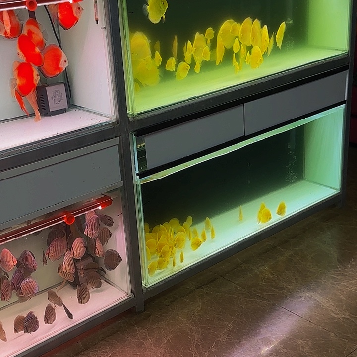 用****1白化黄金