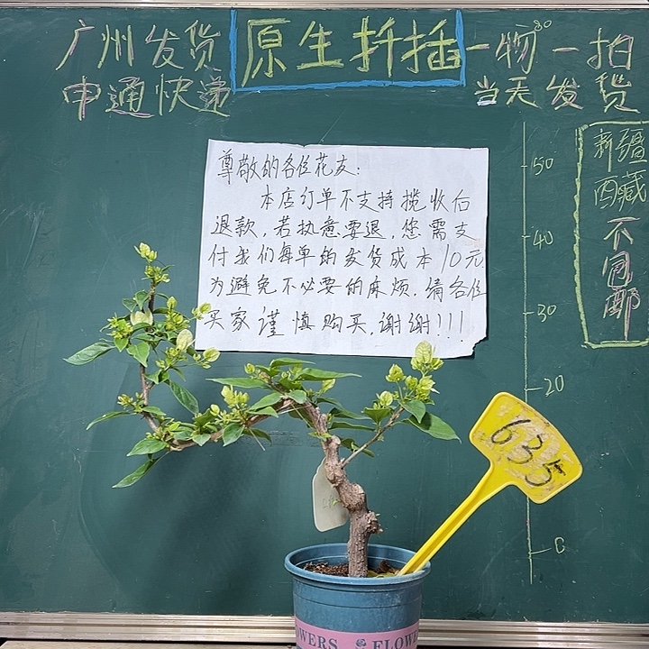 完全开放 造型  口红  635