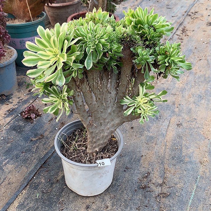 010艳日伞一颗微瑕