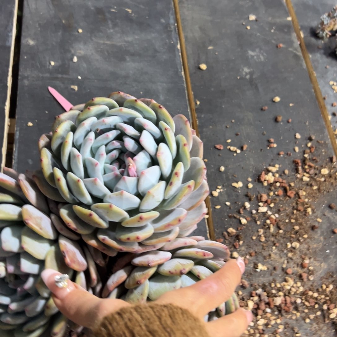 多肉植物一物一拍