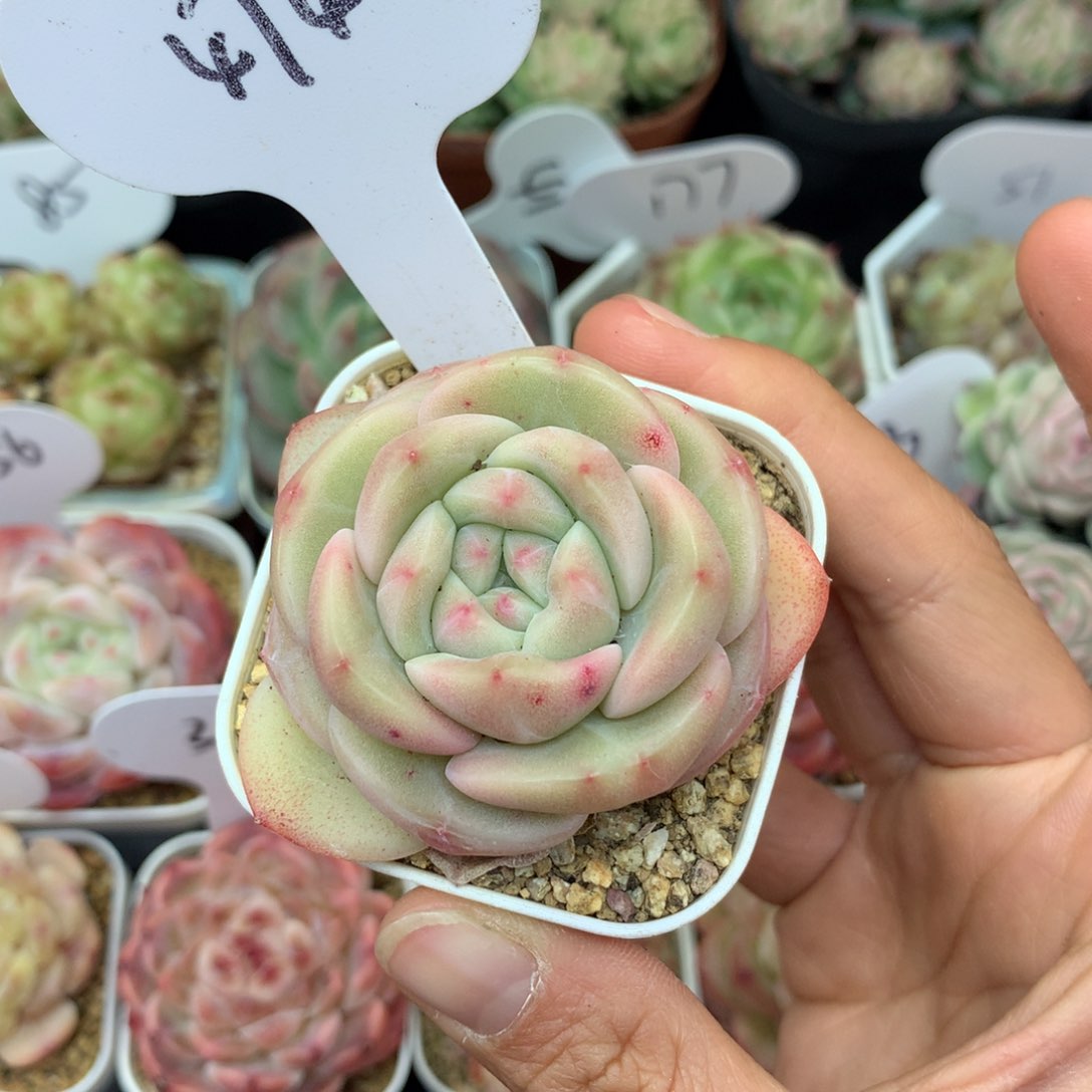 白糯透秃子甜心单头4740