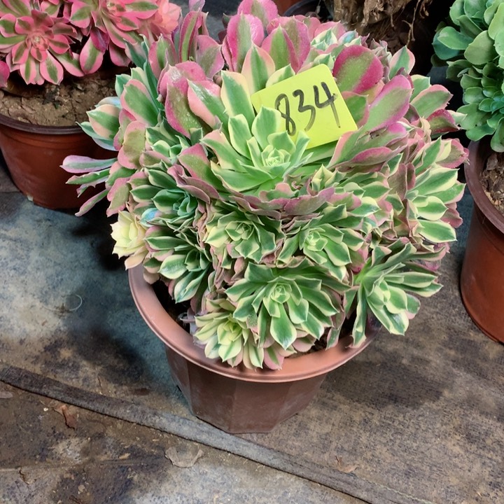 834白凤多肉一物一拍～