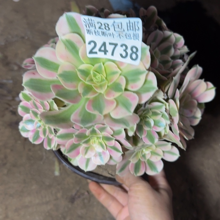 24738女巫不包断枝