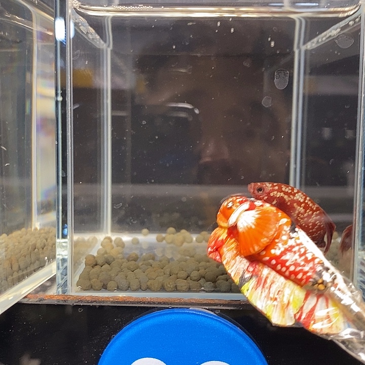 辫***~斗鱼黑230号 蓝3号巨否半月