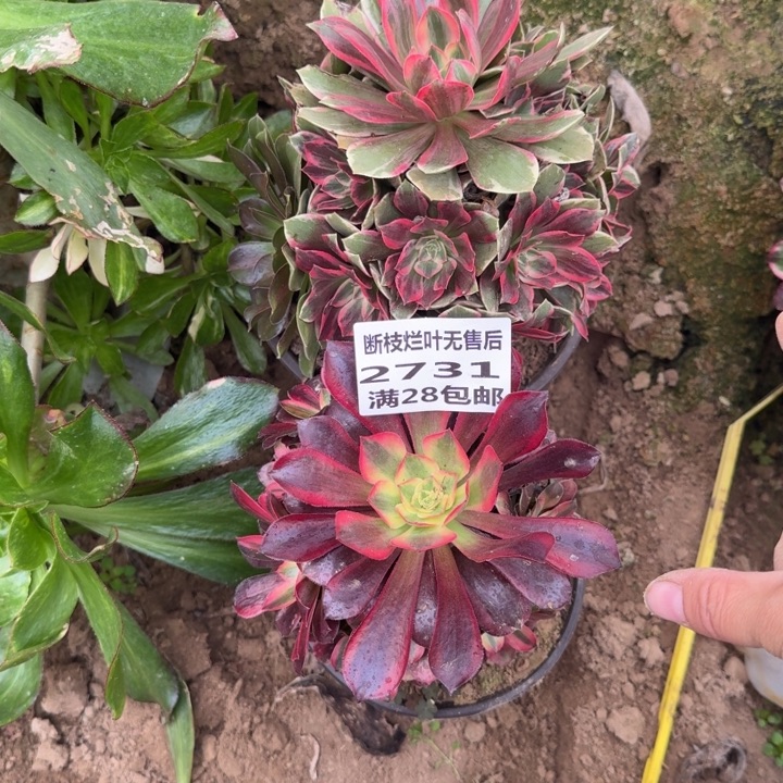 2731两个组合二号棚A