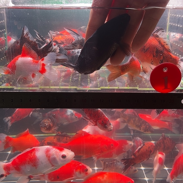 金鱼包邮12345678