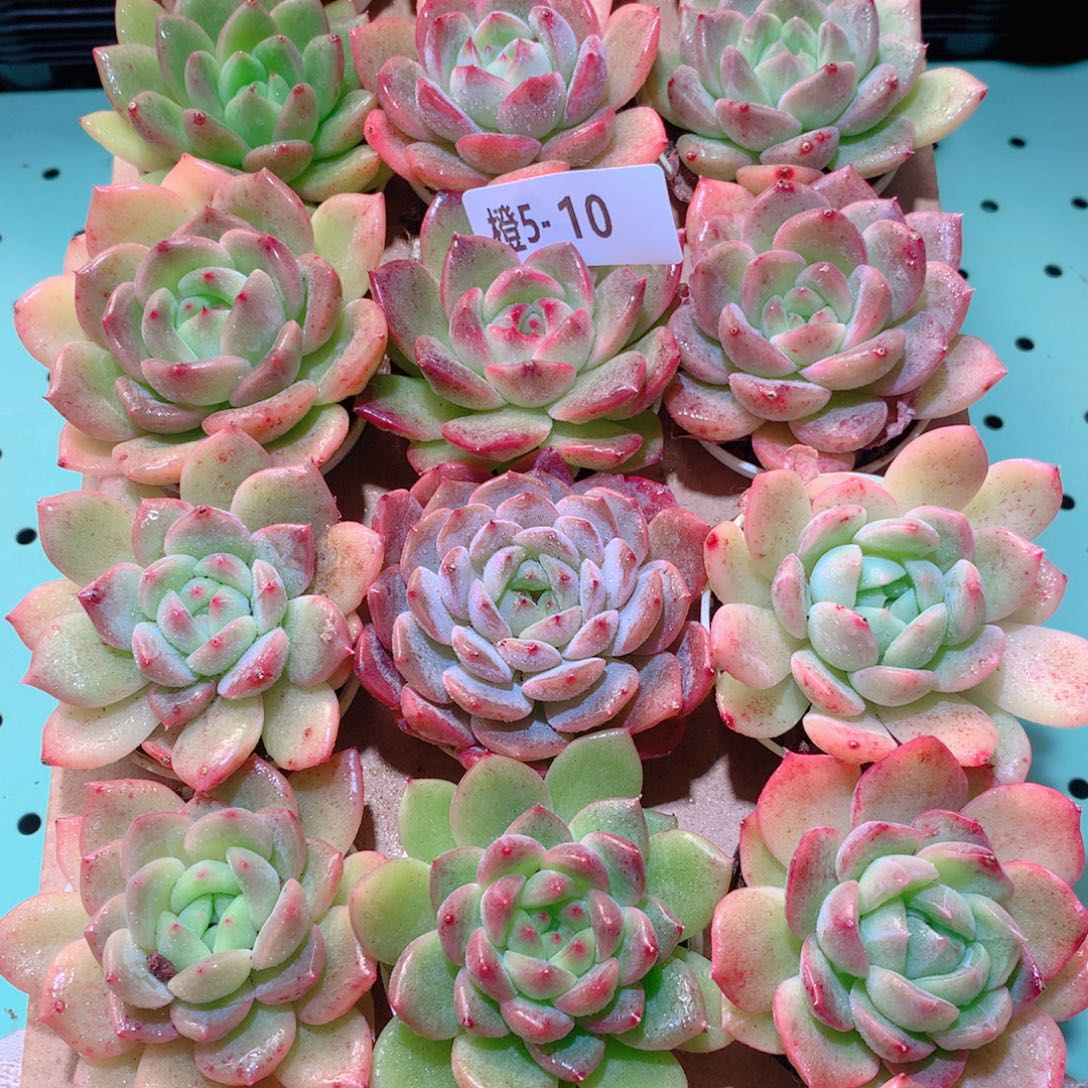 5-10一物一拍多肉带盆18颗