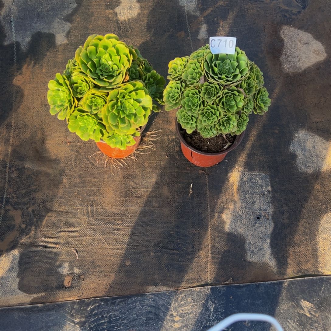 柘***明无花朵绿杨蓉两颗710