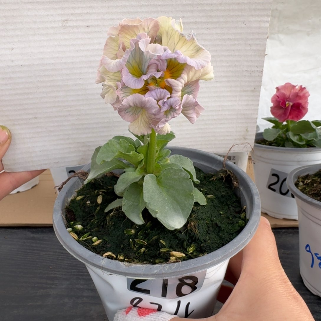 全部花朵218号角堇