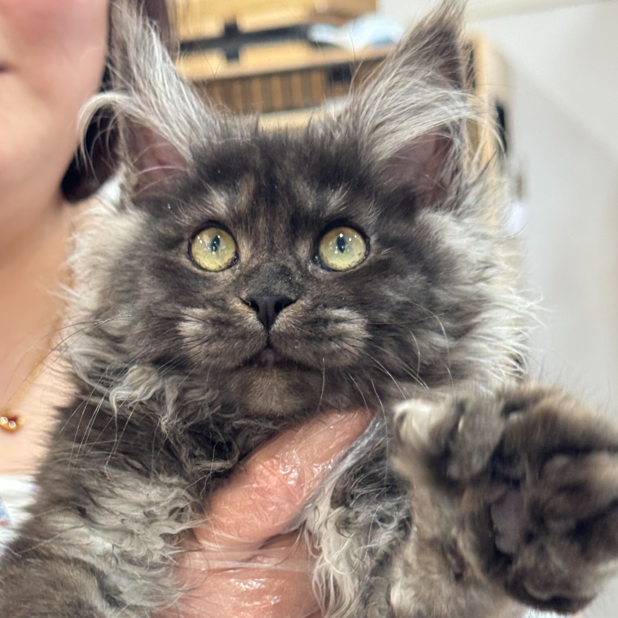 来了姊妹-烟灰缅因猫 妹妹 037