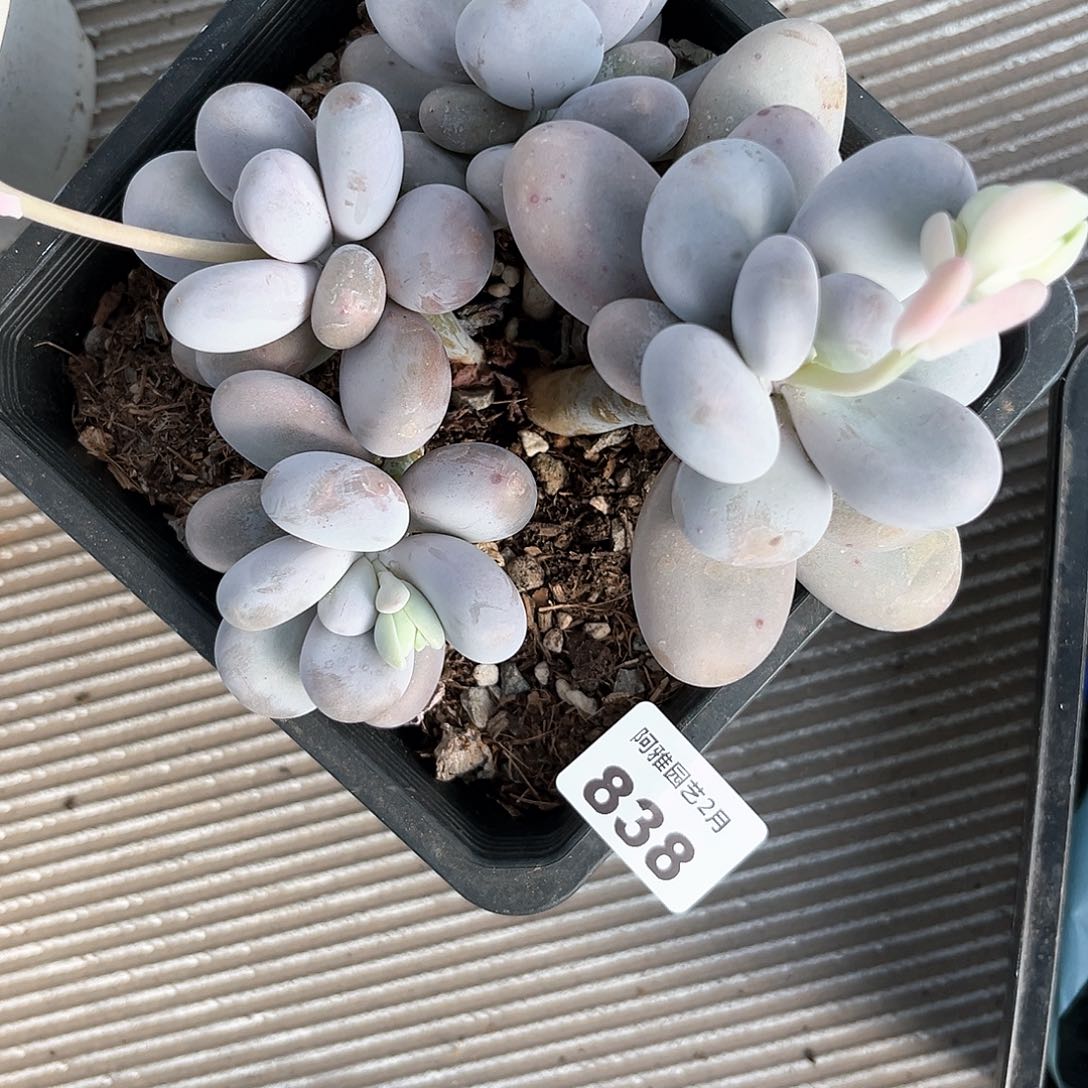 阿雅园艺。 不售后838