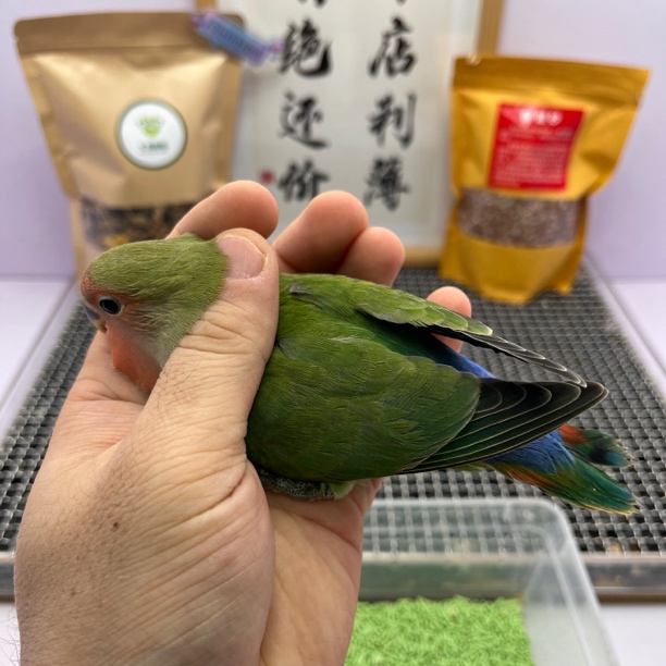 学吃精品绿桃公503-桃面鹦鹉