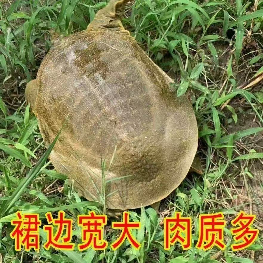 【顺丰】浙江嘉兴（2只装）到手两只共4-4.2斤鲜活外塘甲鱼青黄背