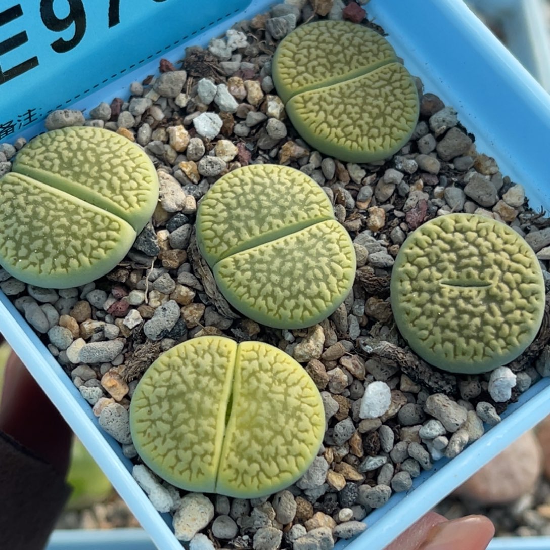 9755绿富贵富阳5颗