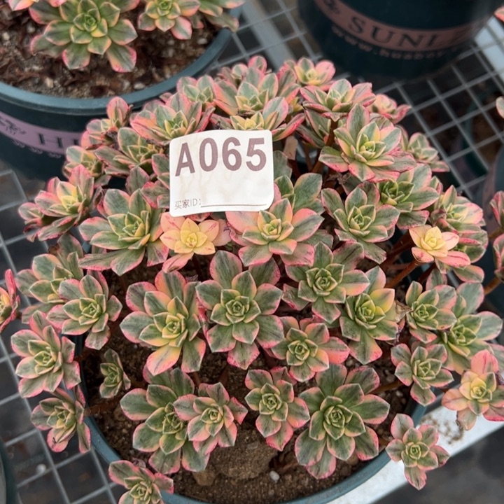 065甜茶20厘米左右