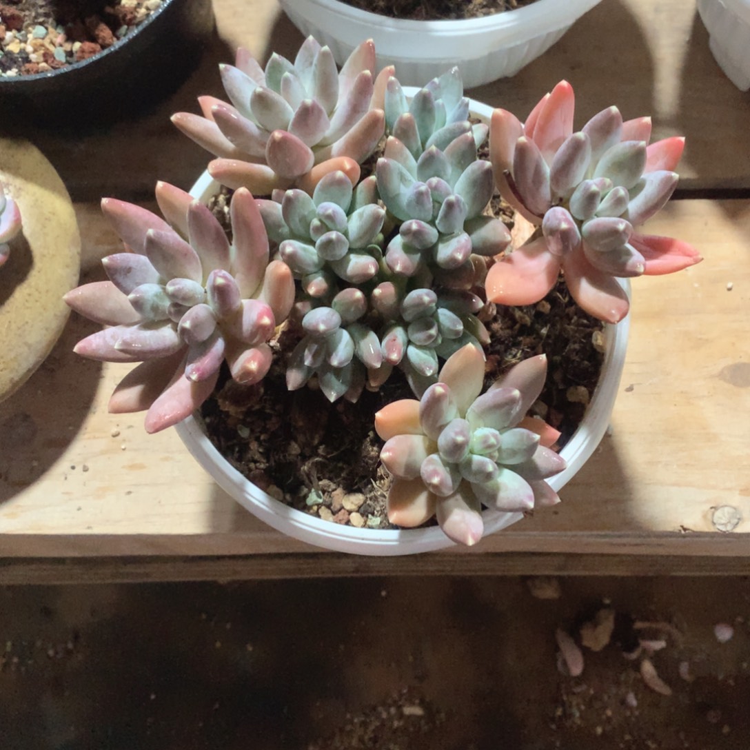 多肉植物多肉植物松果美人