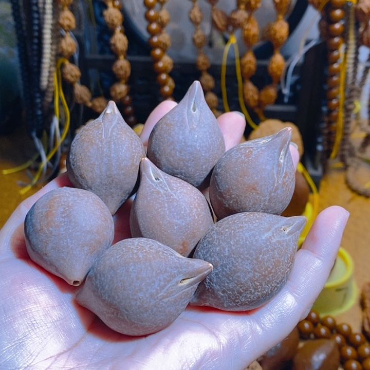 小***子野生巴西打橄榄核