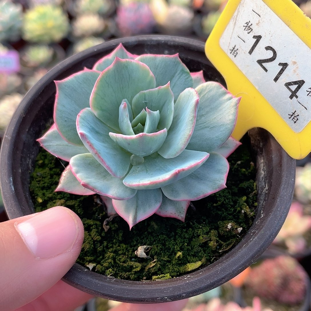 阿美星拉丝锦1214号