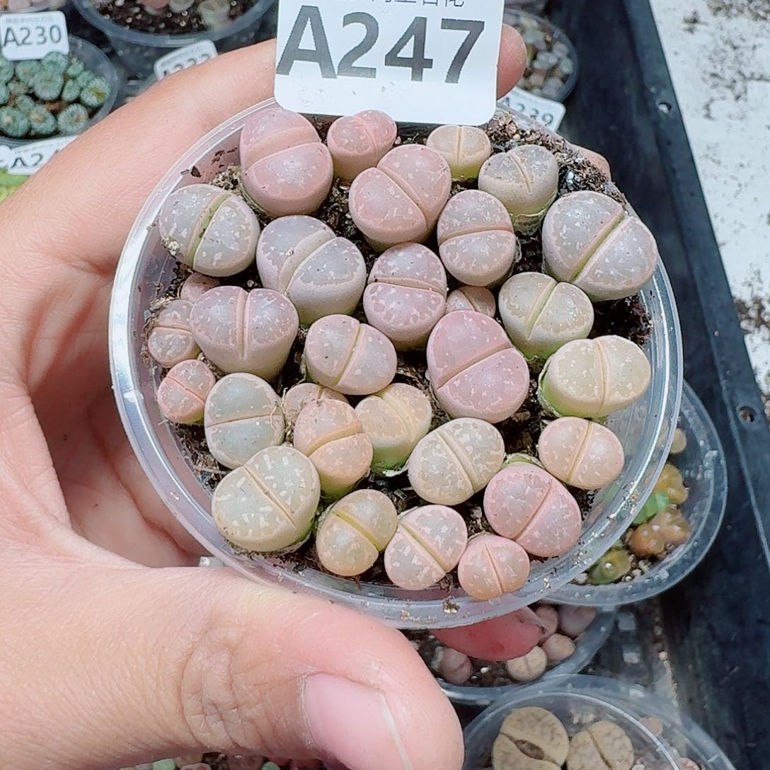 247多肉植物多肉植物