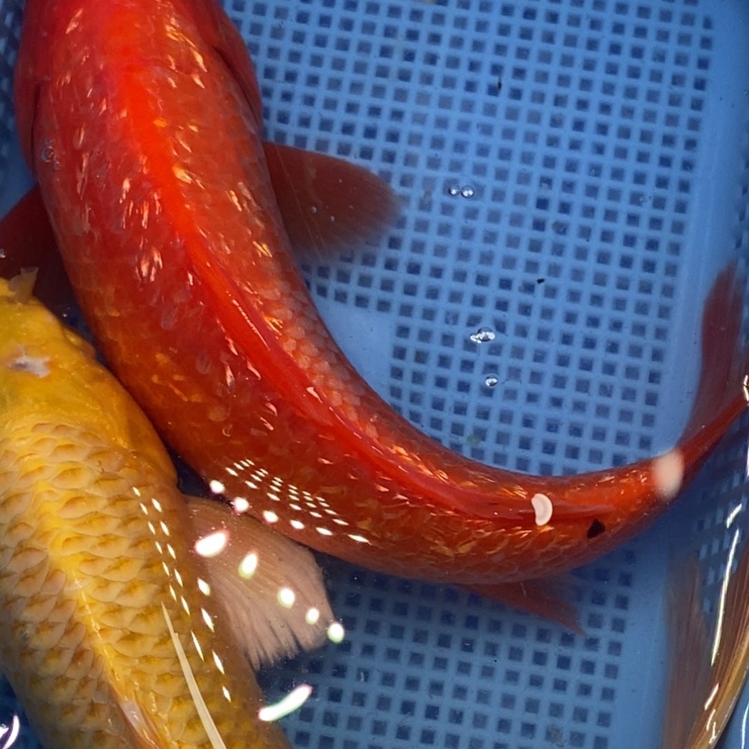 锦鲤冷水锦鲤包邮