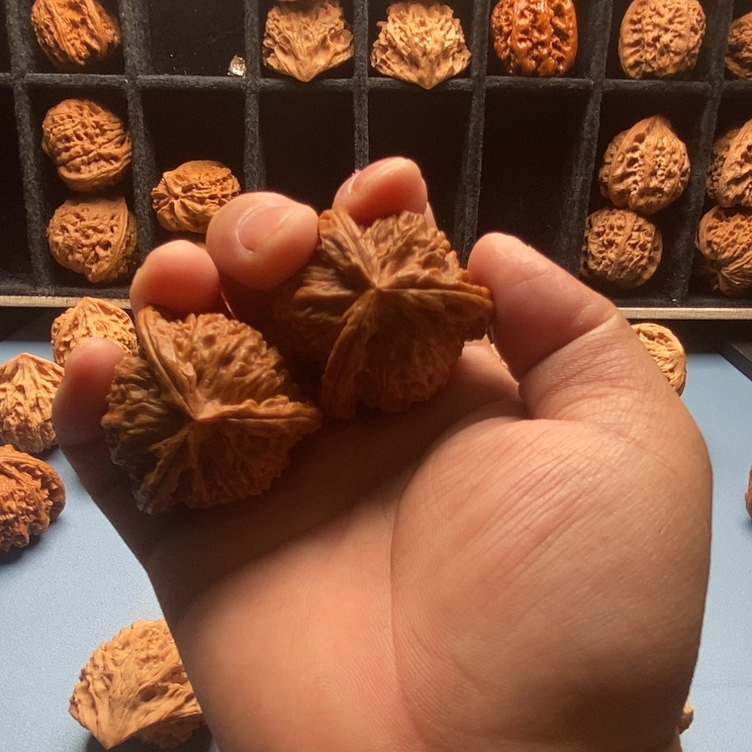哈哈哈哈核桃哈哈哈