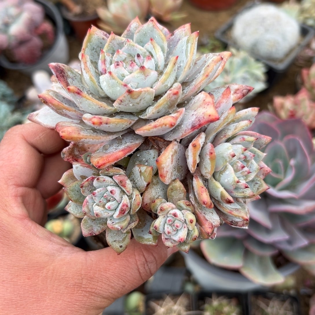 多肉植物多肉植物