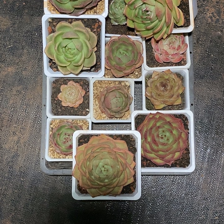 大***亮福利大漏7                  