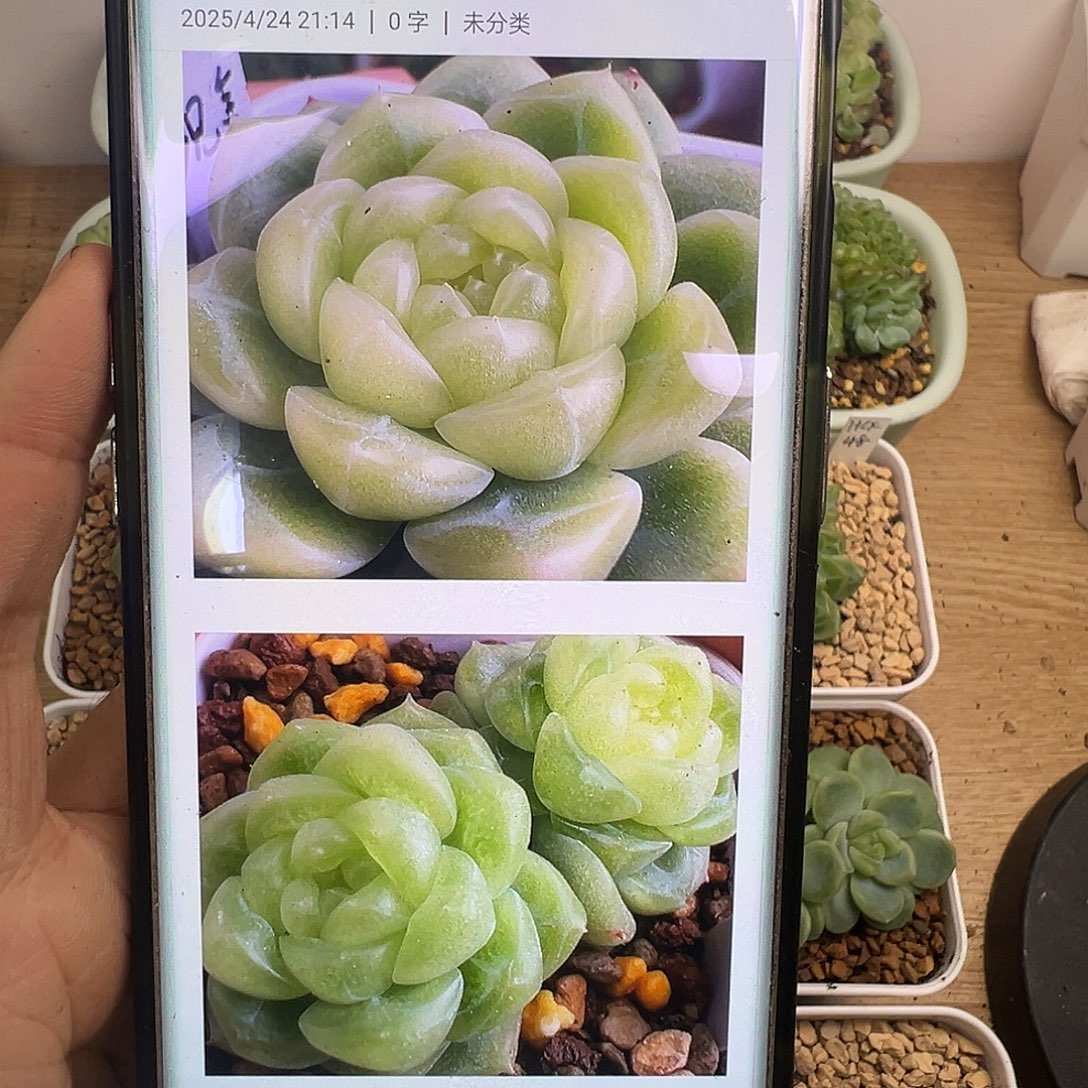 现金财富自养状态