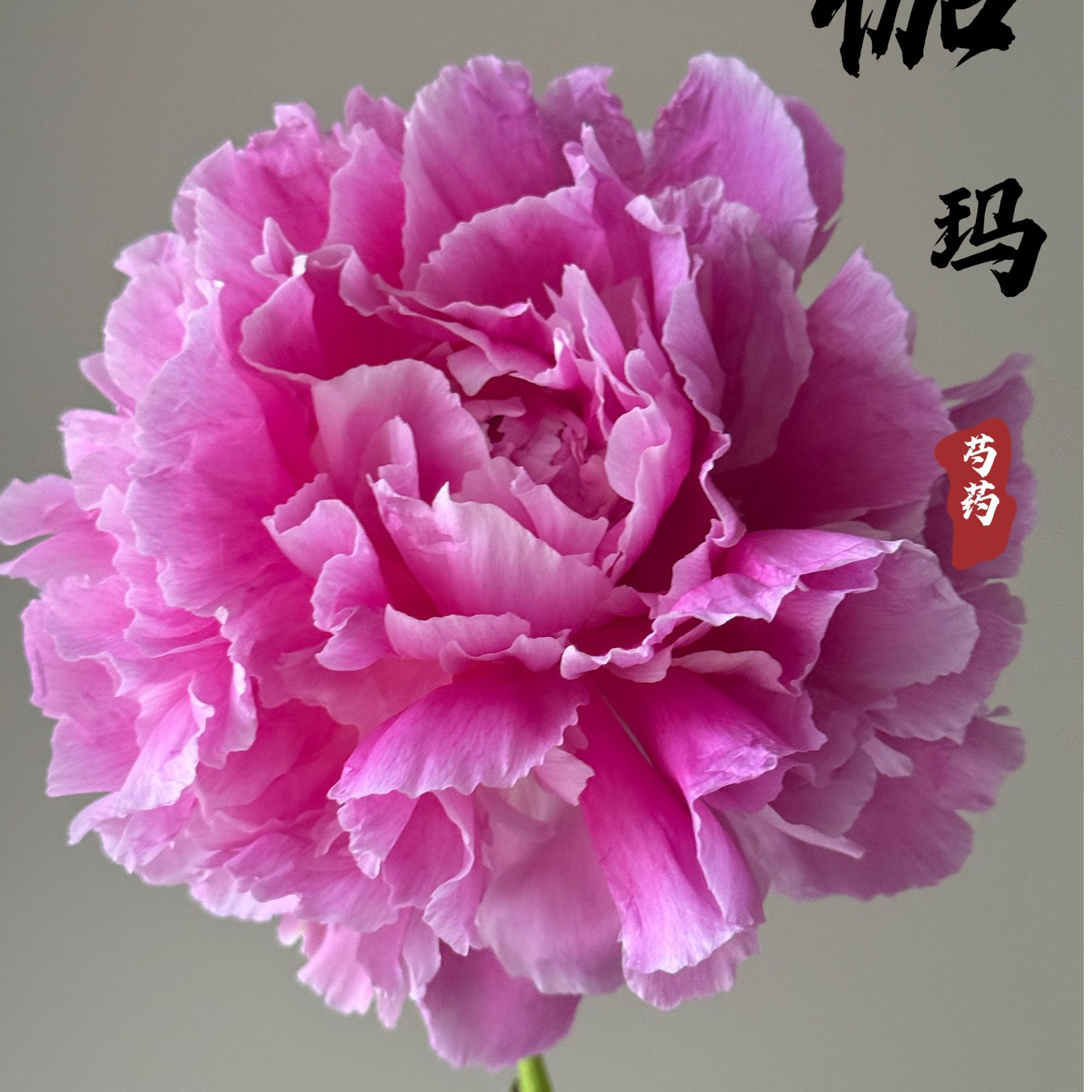【芍药伽玛】重瓣芍药芍药直发高品质鲜切花生活鲜花