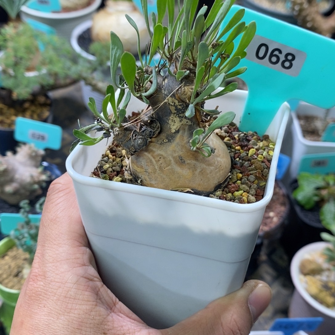 开普敦厚炖菊多肉植物