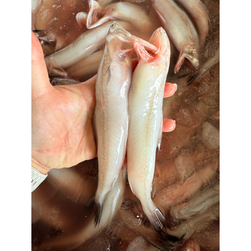 新鲜海鱼-新鲜狗吐鱼-龙吐鱼-豆腐鱼 3斤