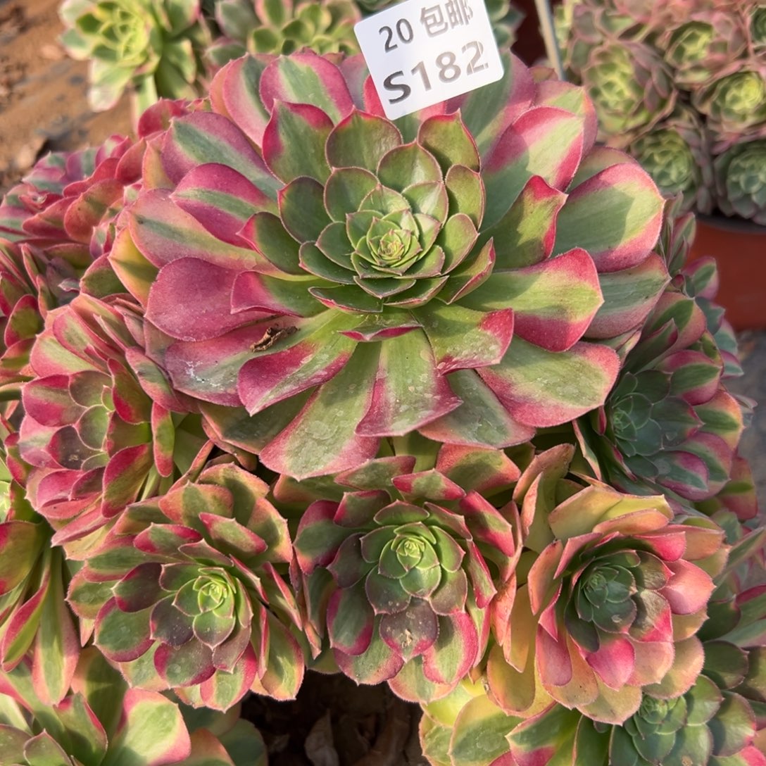 成***瑶182雨荷，多肉法师