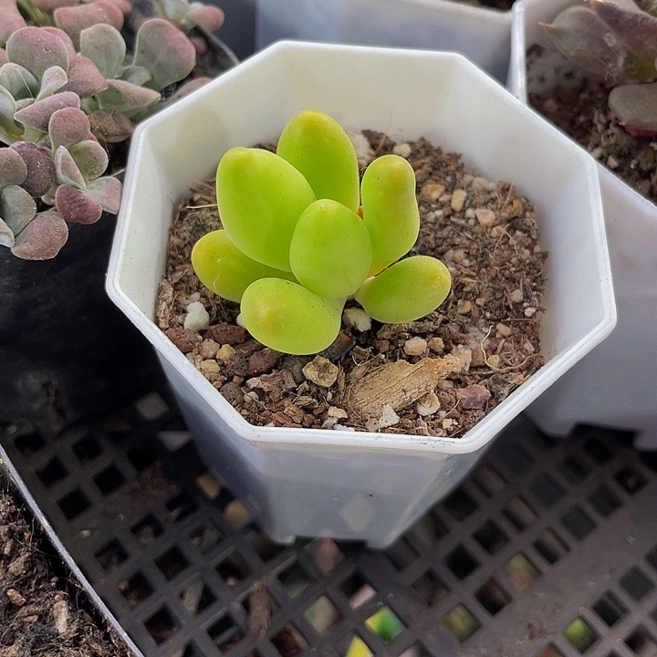 芒果奶3.8带盆土发