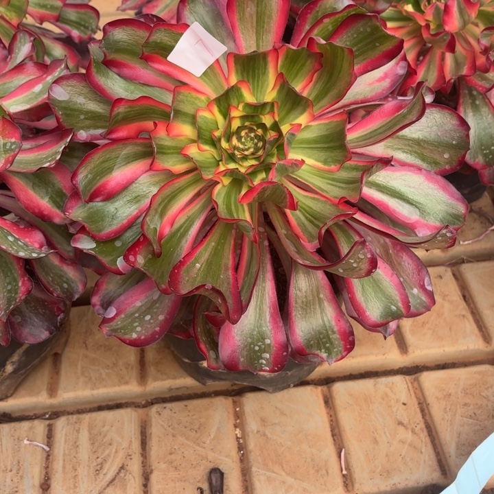 云南红魔女好看7）云南