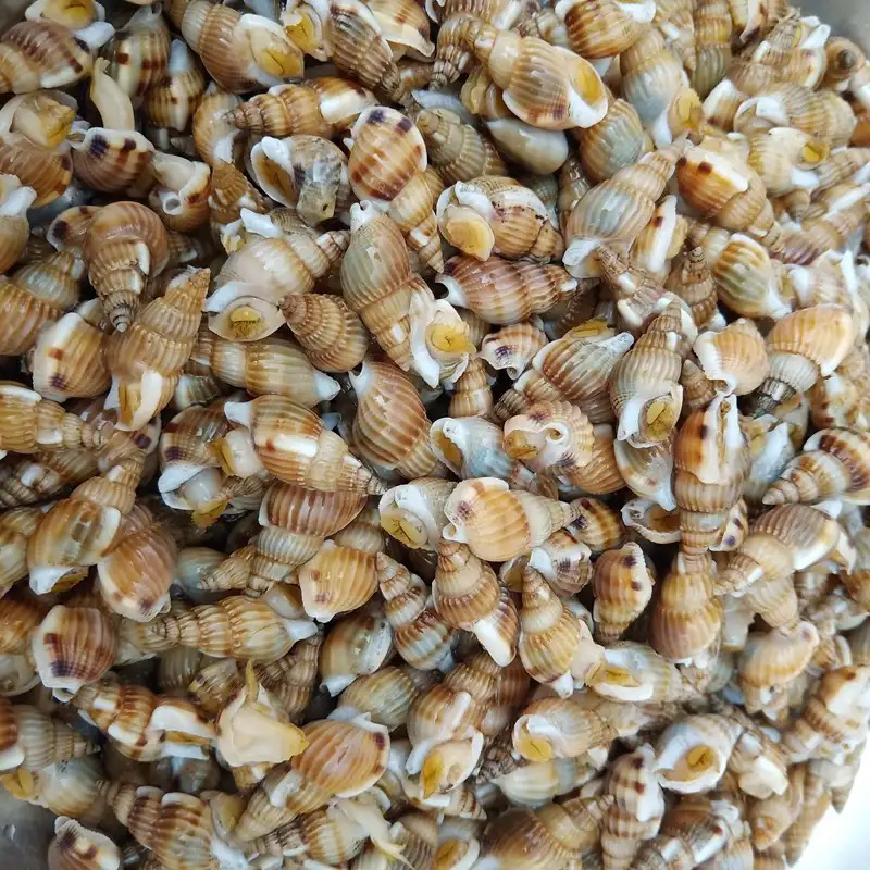 鲜活海瓜子 1斤装（海螺丝）