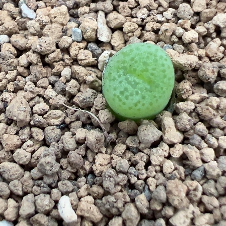 22-208河马肉锥多肉植物
