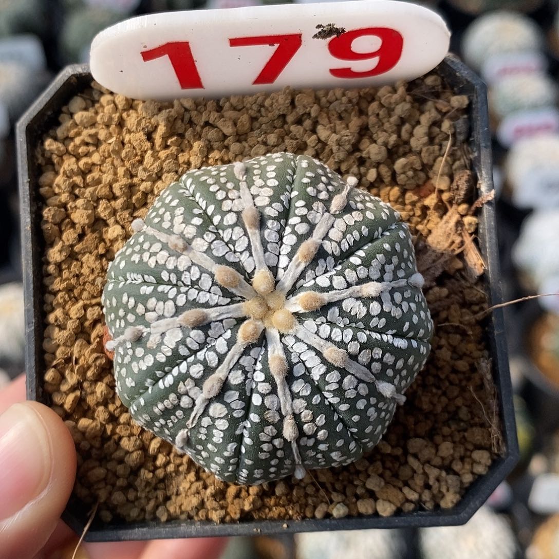 179奇迹兜福利来啦